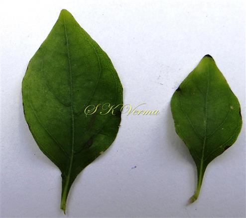  Leaves  (of a pair)(Adaxial View)